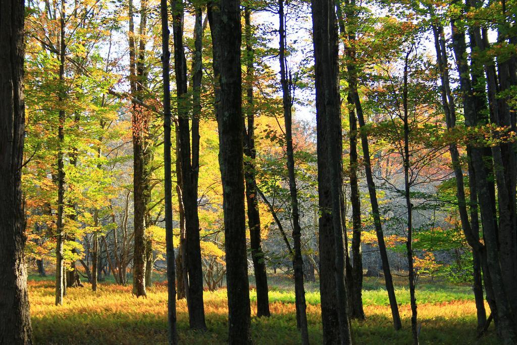 Canaan Valley Resort State Park Davis Eksteriør bilde